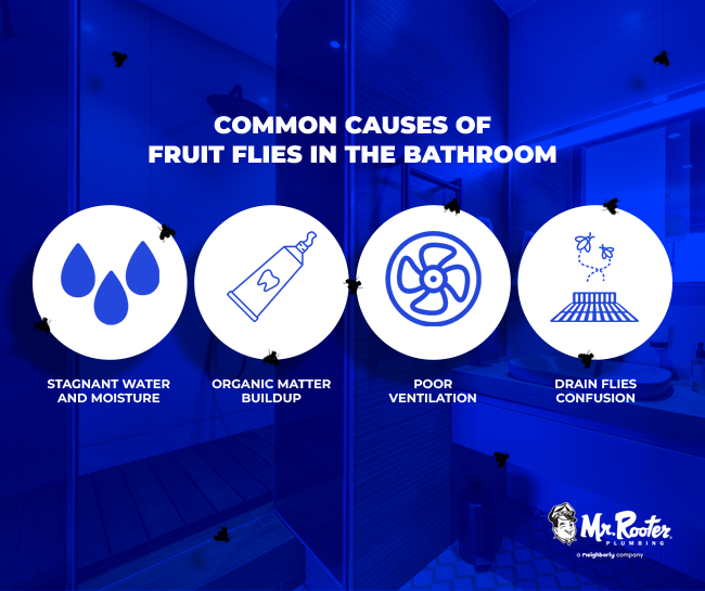 Common Causes of Fruit Flies in the Bathroom