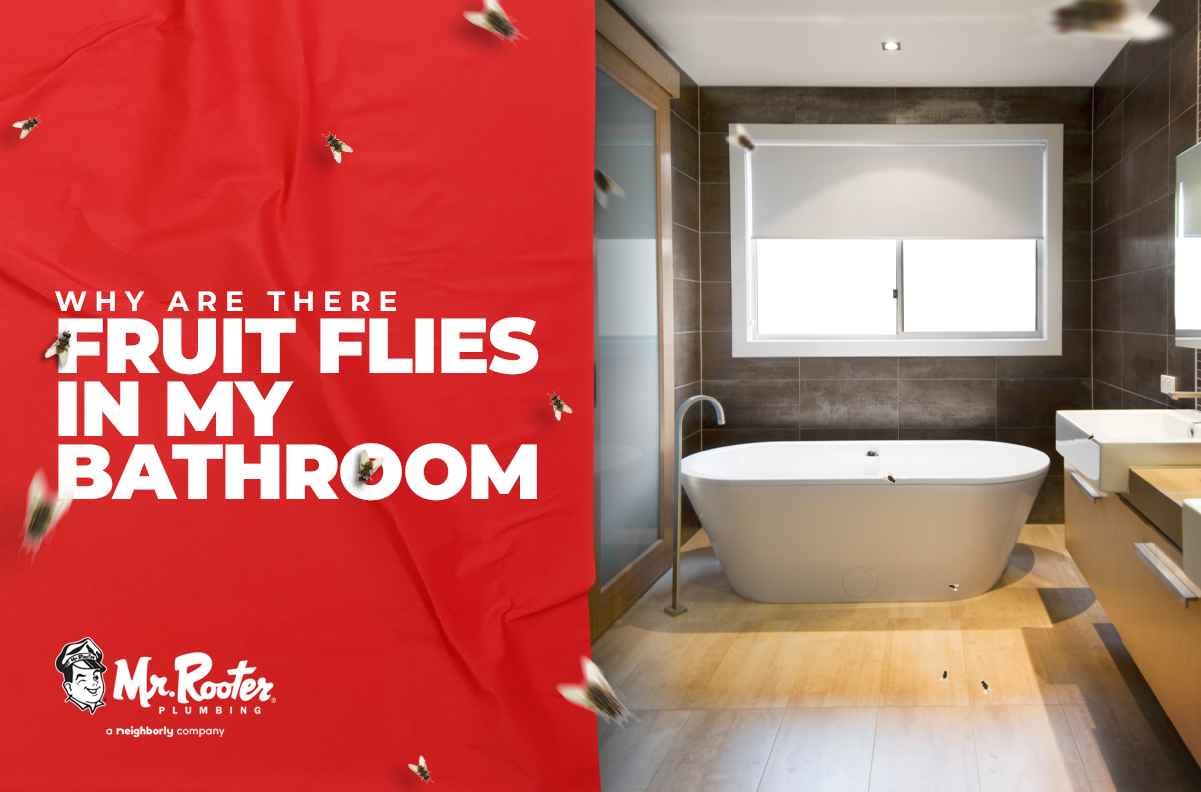 Why Are There Fruit Flies in My Bathroom