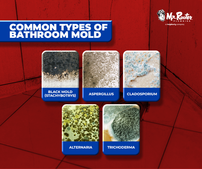 Common Types of Bathroom Mold